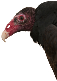 Turkey Vulture cutout_LakePuebloSP_LAH_4929-1