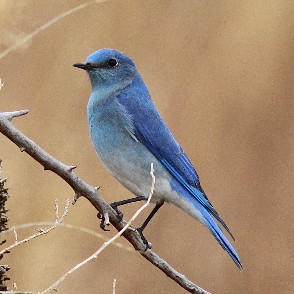 Синяя птица памира. Голубая птица. Птица с синими волосами. Птица с синим животиком. Синяя Степная птица.