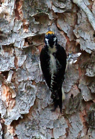 American three-toed woodpecker c Rise-001