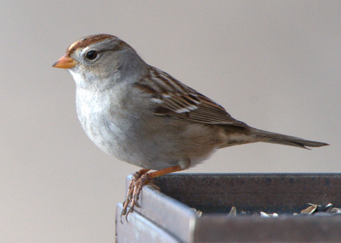 White-crowned Sparrow at feeder_FCNC_LAH_2888.nef