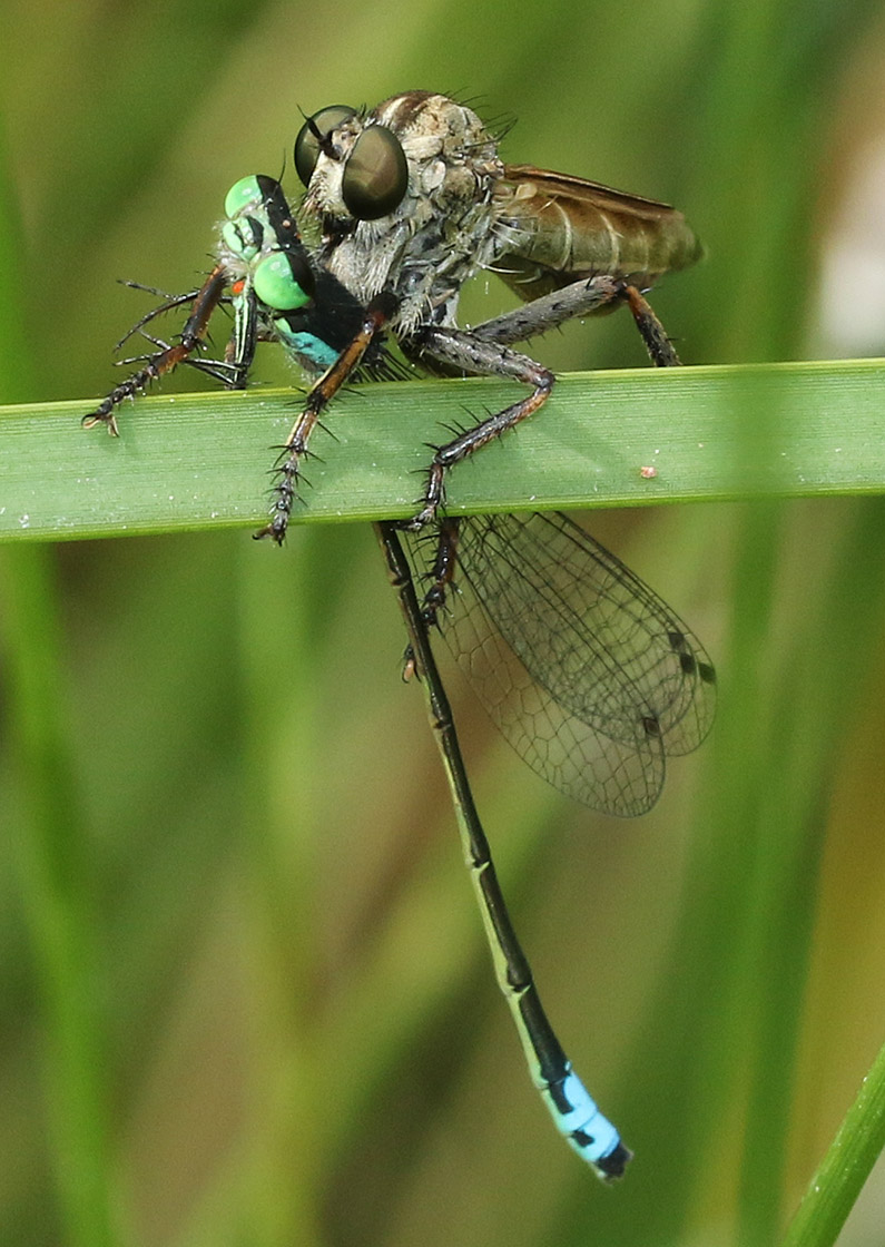 Fish eat dragonflies, birds eat dragonflies, spiders eat dragonflies, dragonflies eat dragonflies, and here a robber fly sucking the body fluids from the damselfly, Plains Forktail.