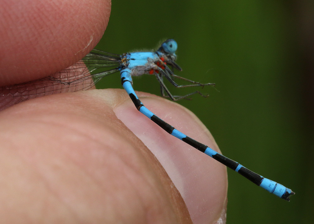 A Tule Bluet is inspected. The orange hitchhikers are parasitic mites that will eventually fall into the water. 