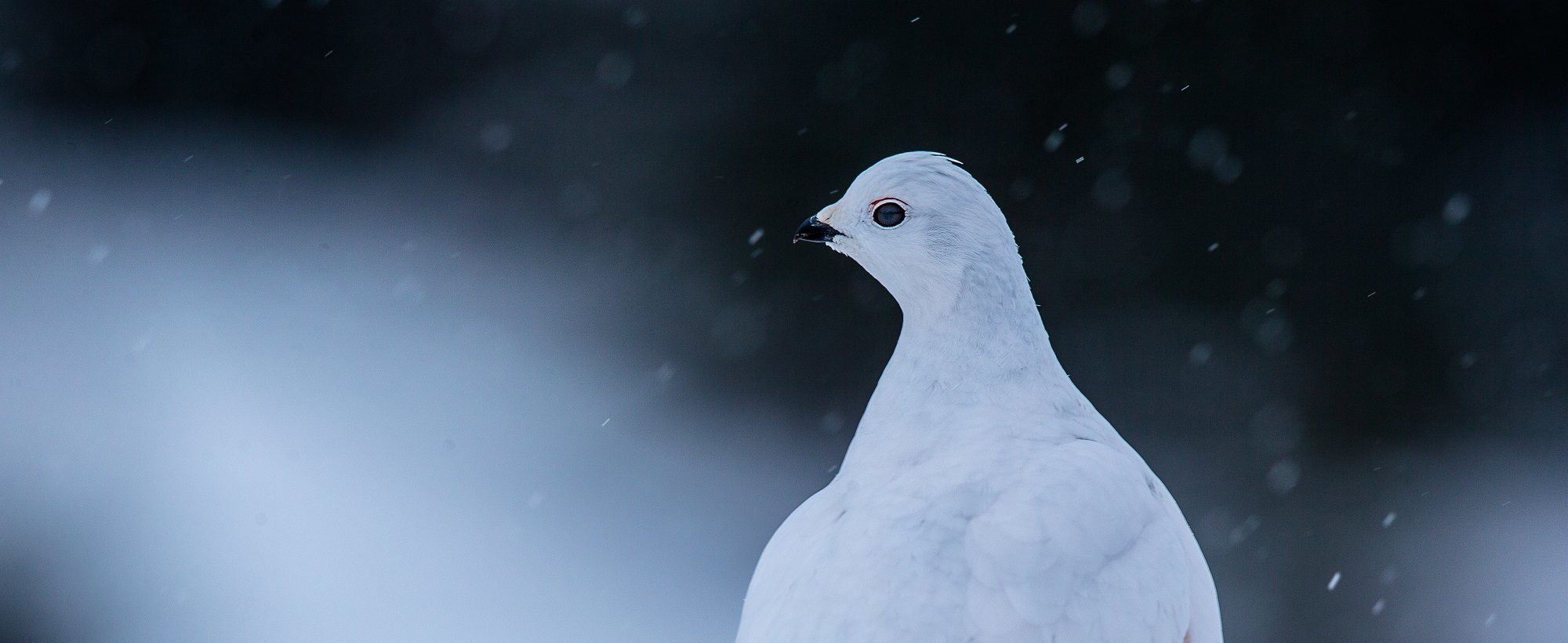 White-tailed Ptarmigan / Feng Qiao / Audubon Photography Awards